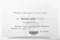 Chaetomium elatum image